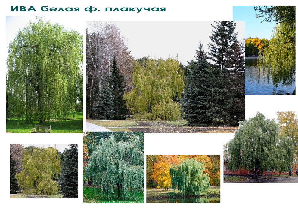 Дизайн дачного участка - видеоряд к дендроплану - ИВА белая плакучая.
