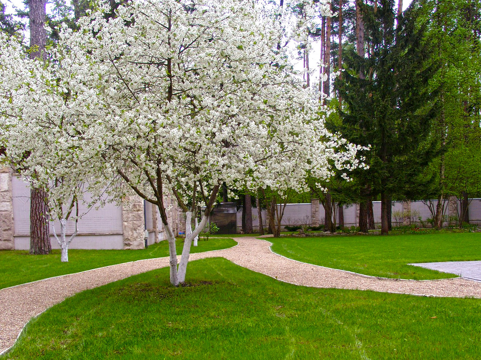 Дизайн сада - цветение вишни.