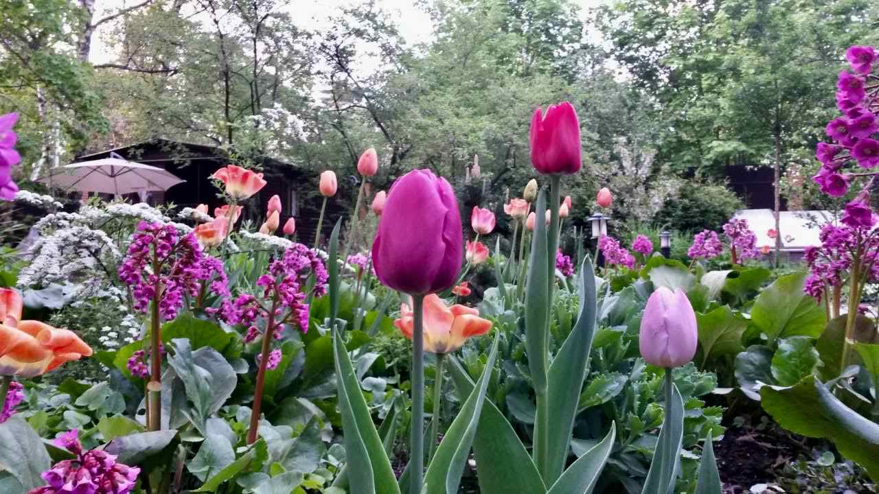 Белкин сад. Сад в стародачном поселке. Весна 2019