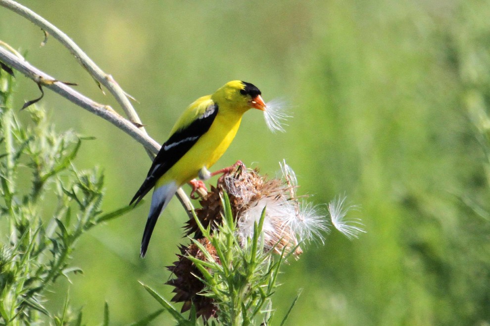 Вопрос: Как сделать свой сад привлекательным для птиц