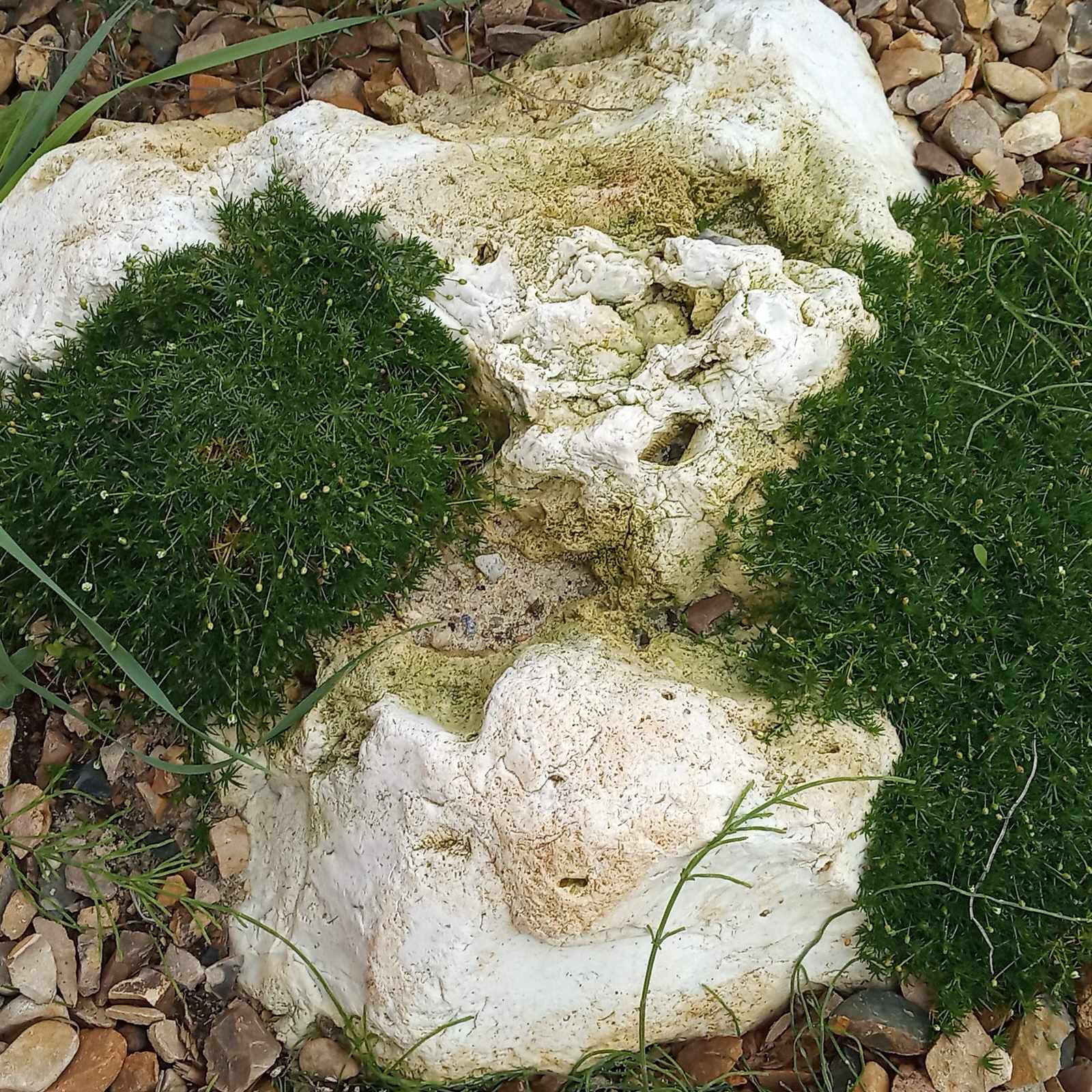 Зелёная комната