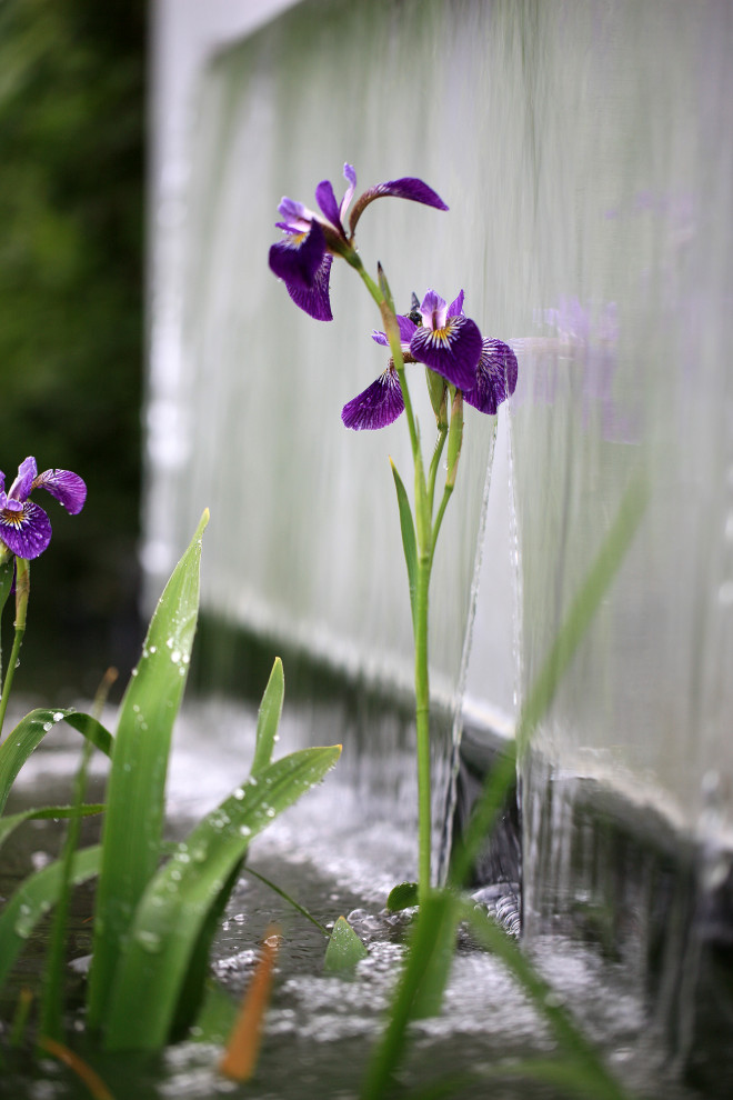 Геометрия природы Moscow Flower Show 2017