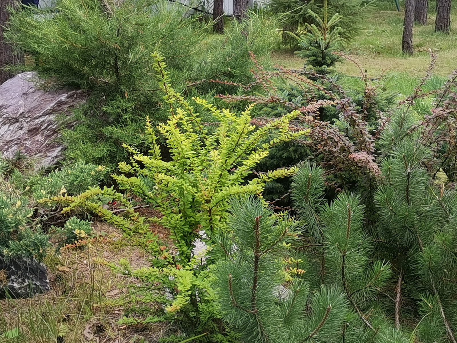 Лесная сказка Марий Эл. Сад в стиле Naturgarden