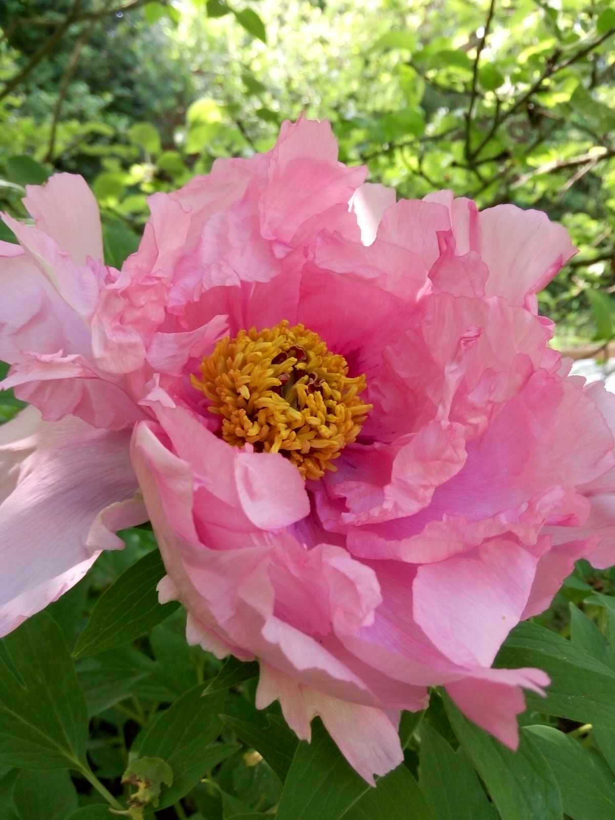 Обложка проекта: Весна