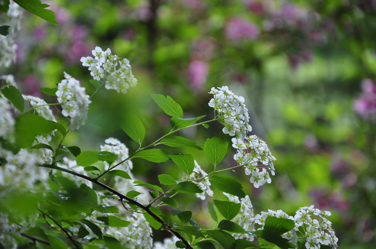 кп. "Архангельское" - Уход за садом - 100% качество!