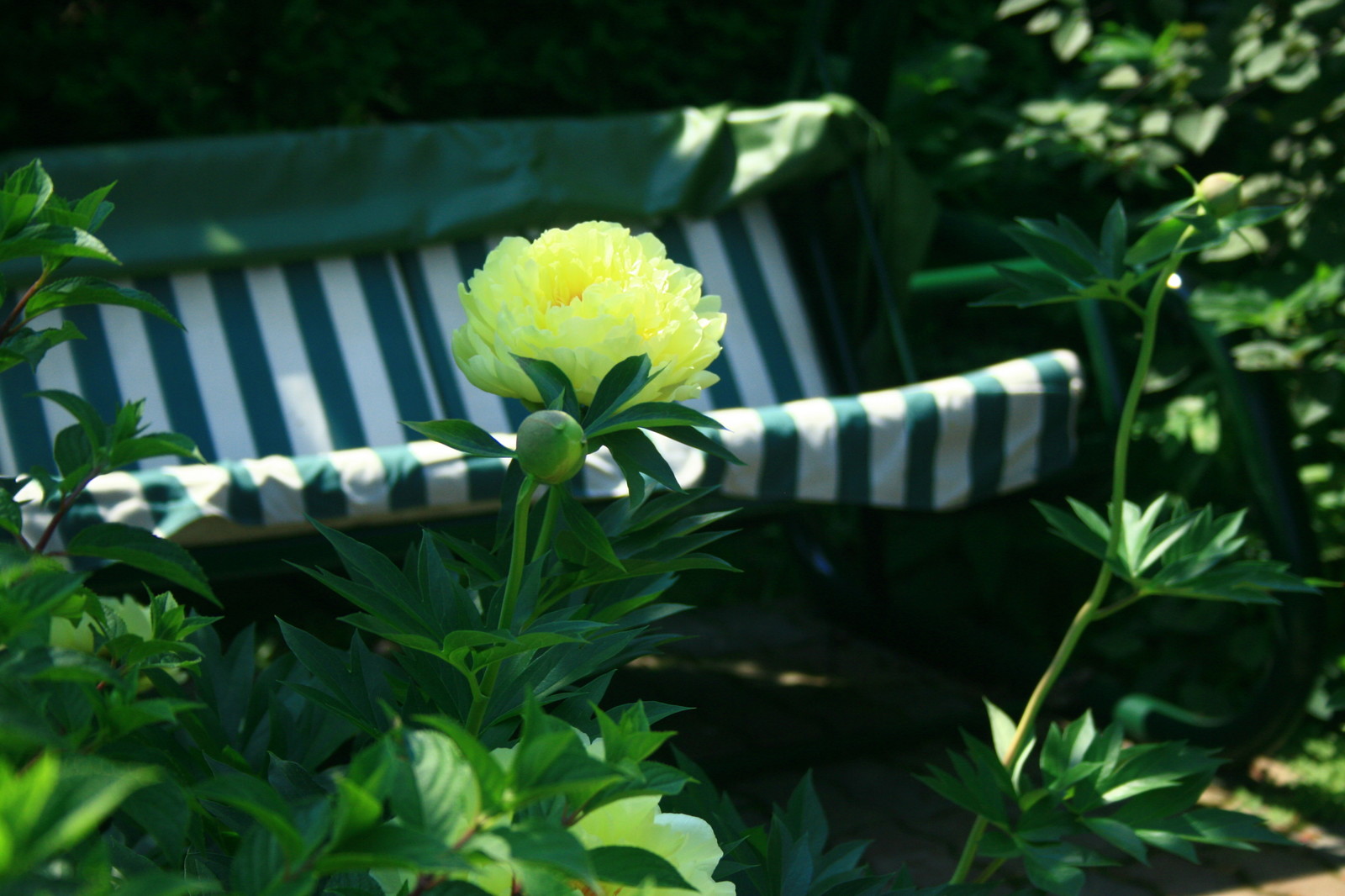 Сад в английском стиле