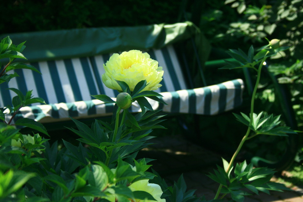 Сад в английском стиле