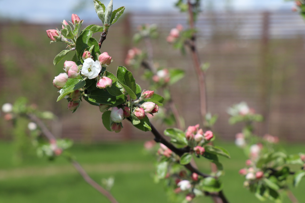 Весна 2020 Сосновые берега