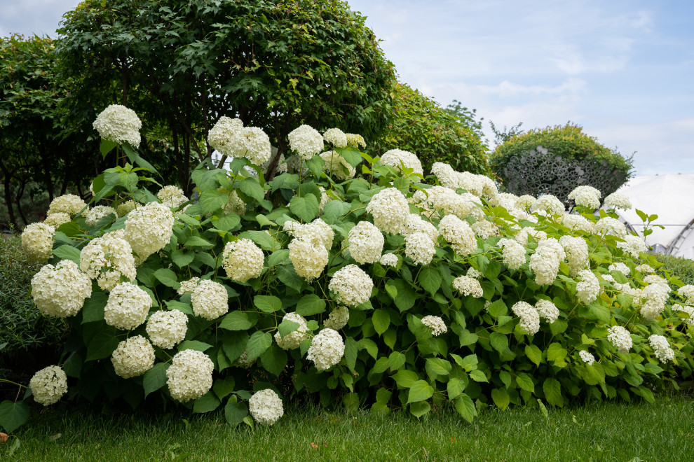 Гортензии для сада премиум-класса