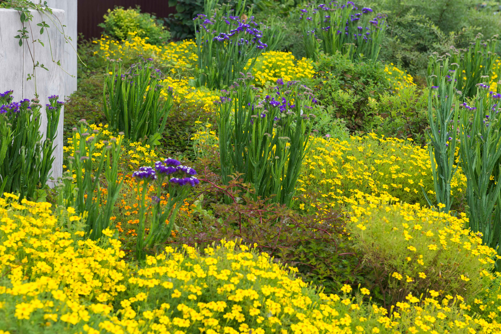 Цветники из однолетников
