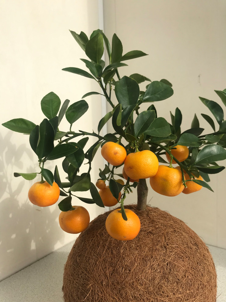 Кокедамы в интерьере