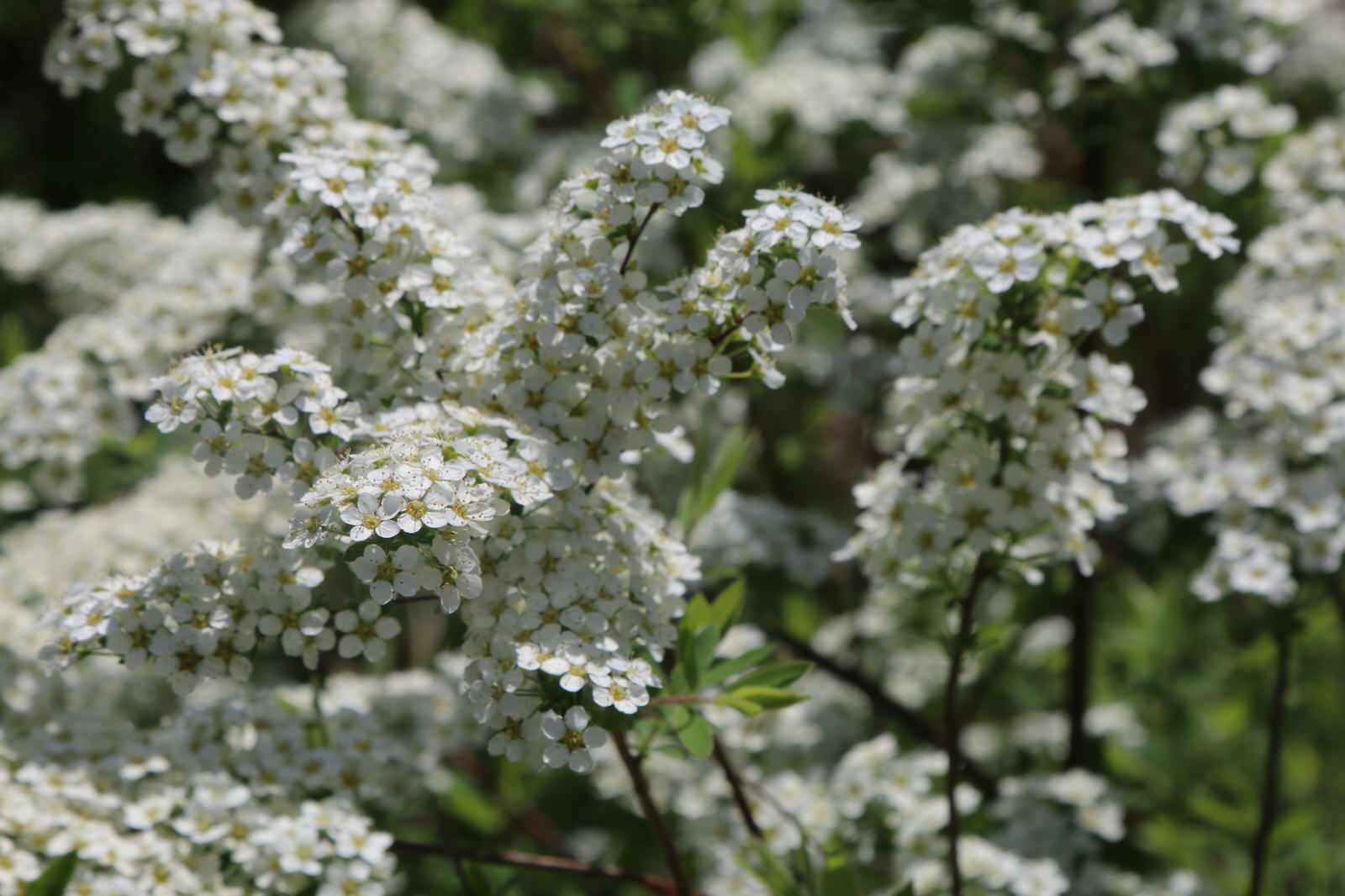 Композитор