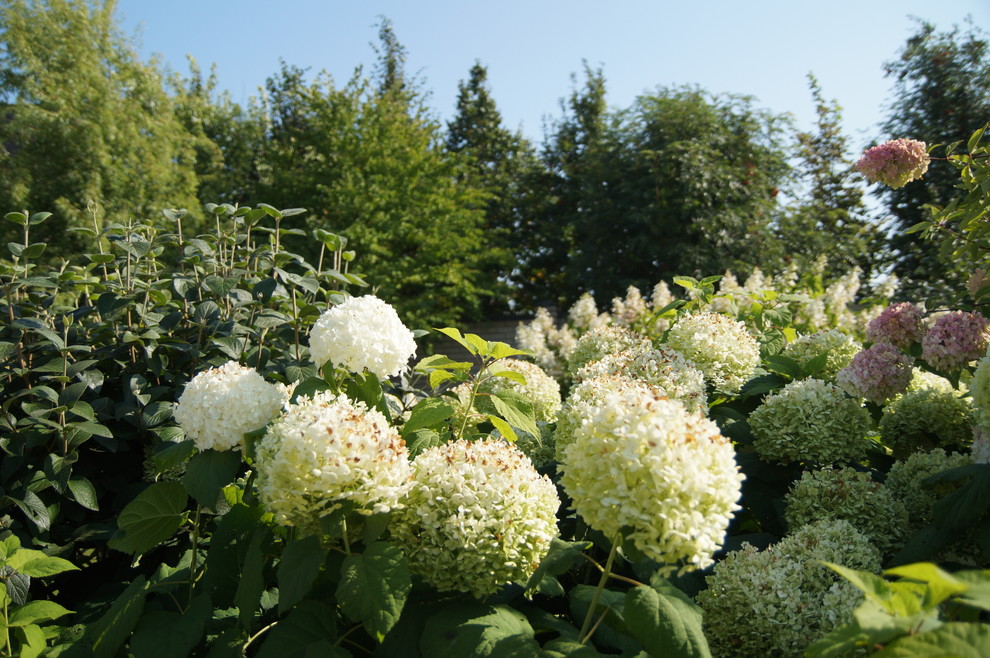 Гортензии много не бывает.