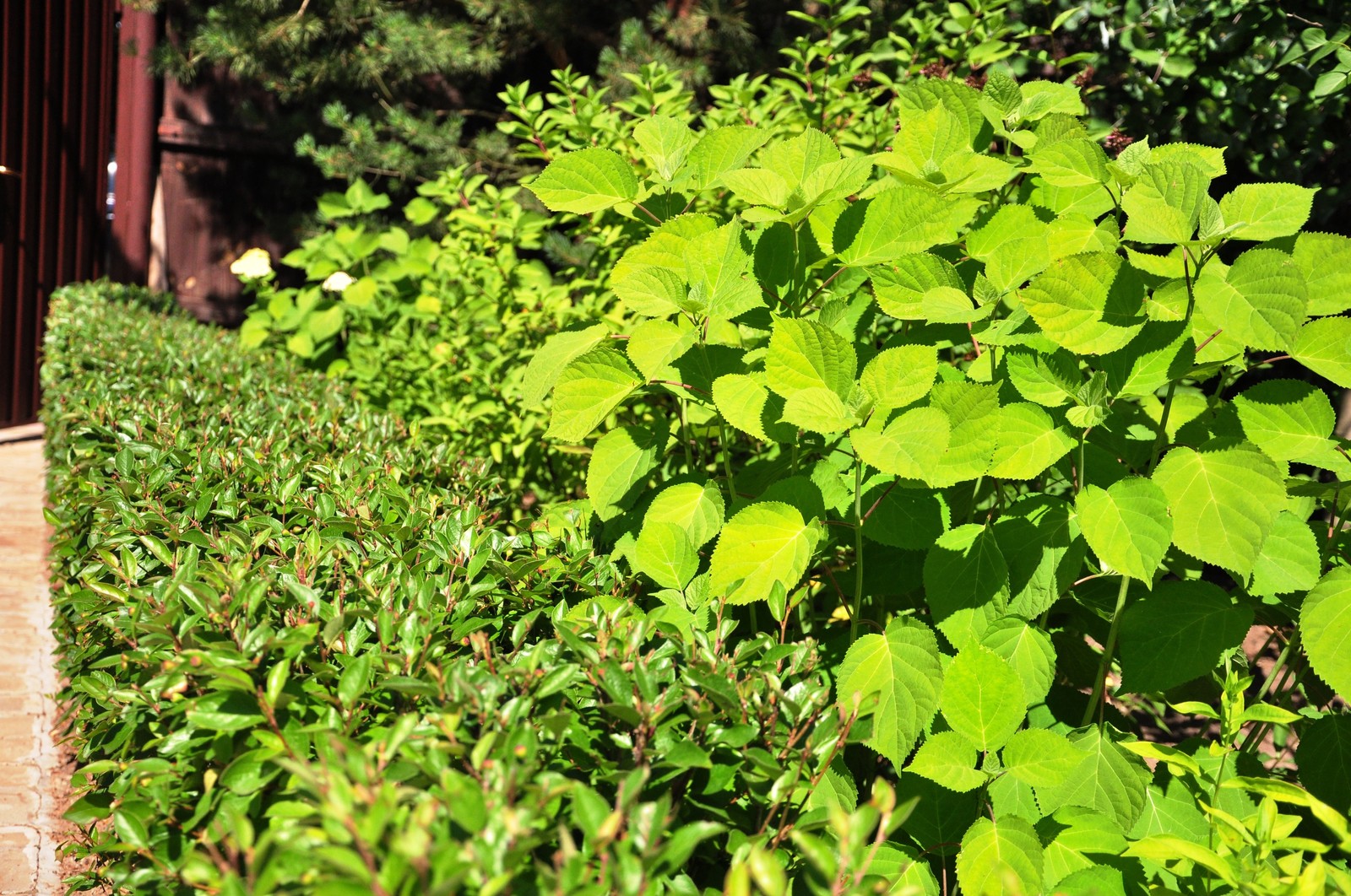 д. Громково - Уход за садом - 100% качество