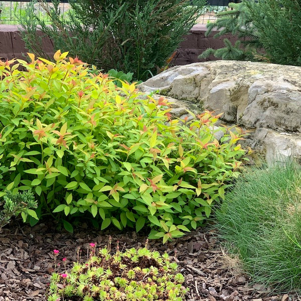 Ландшафтный дизайн