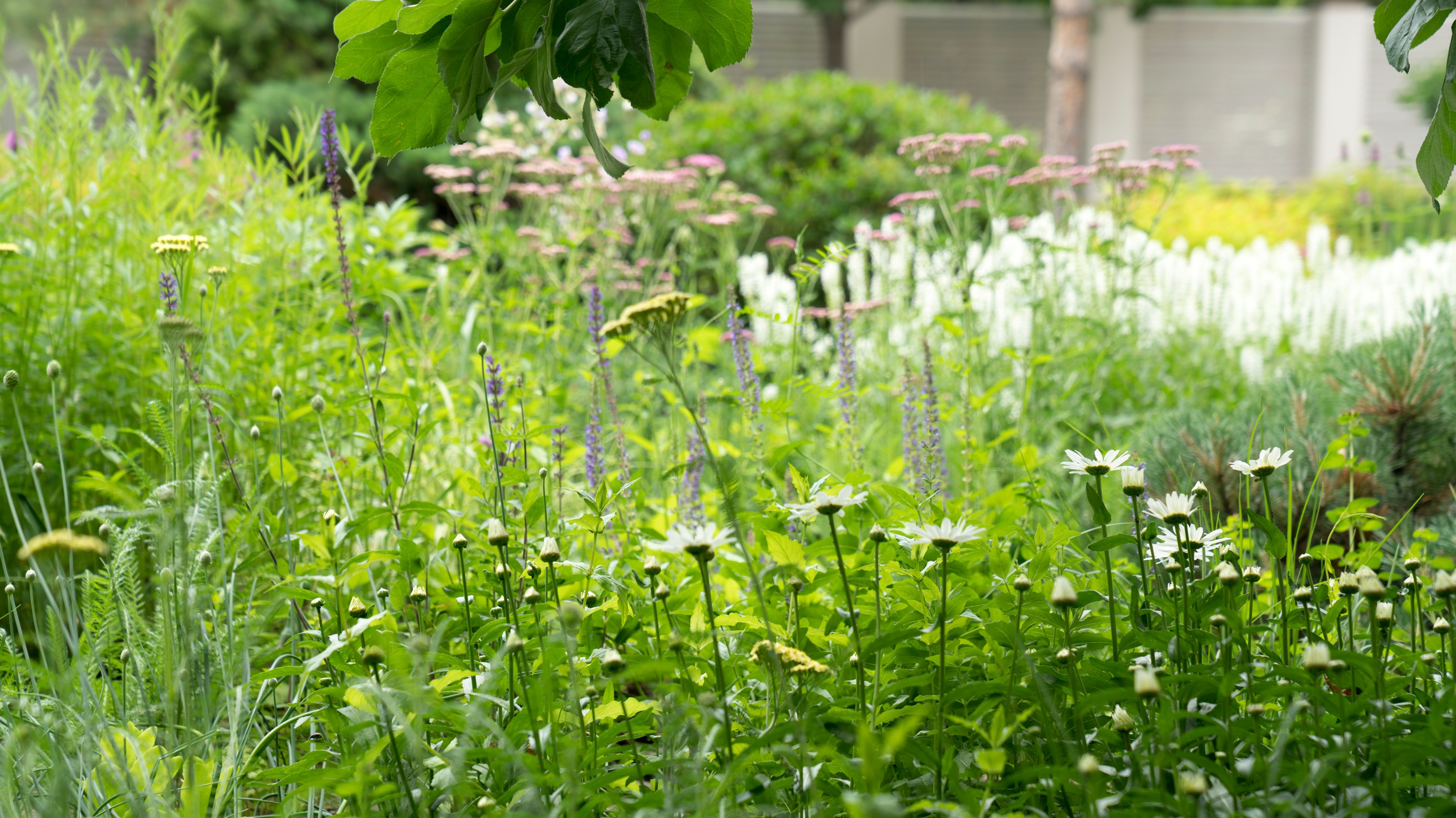 Очарование английского сада КП Балтия 2018 г