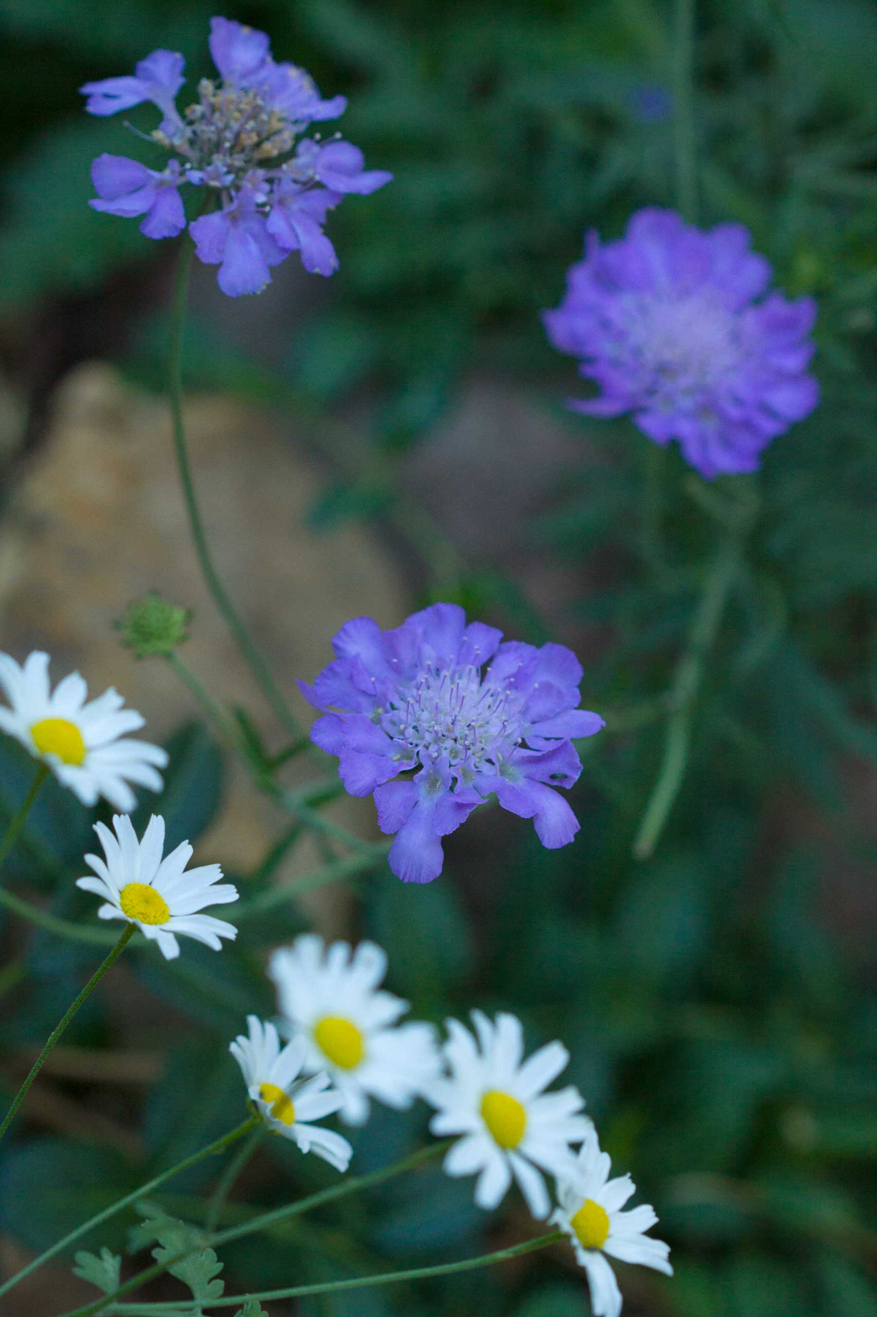 Сад легкого ухода: Луг вместо газона