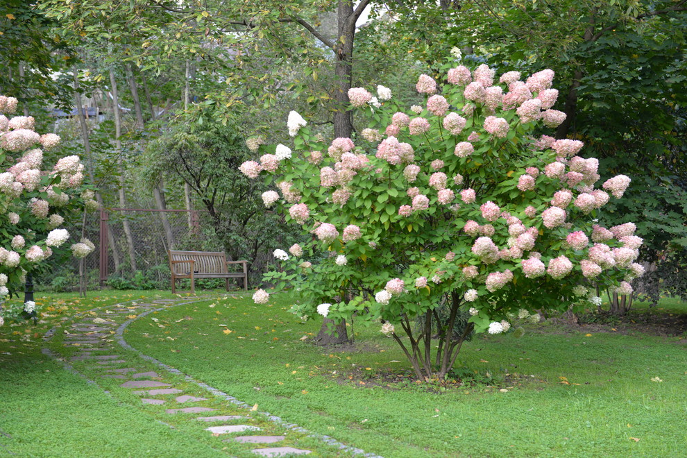 Вопрос: Как правильно выращивать гортензию