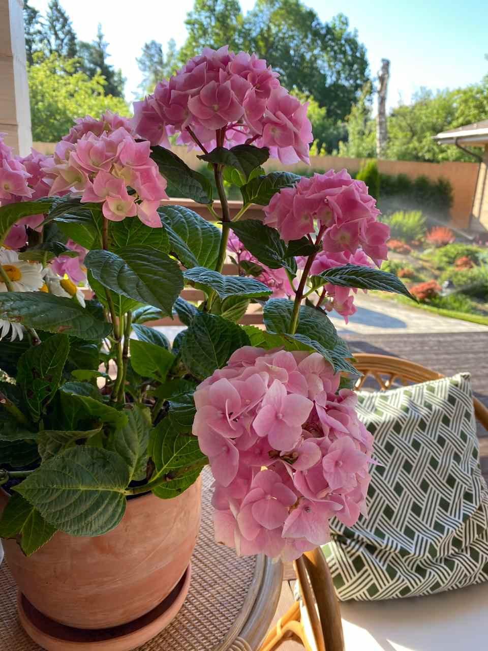 Проект недели: Трёхлетний альпийский сад в Подмосковье