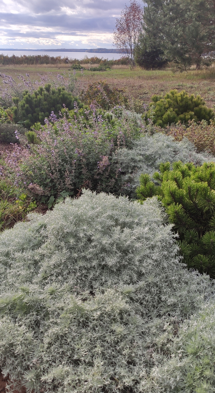 Проект "Волга"