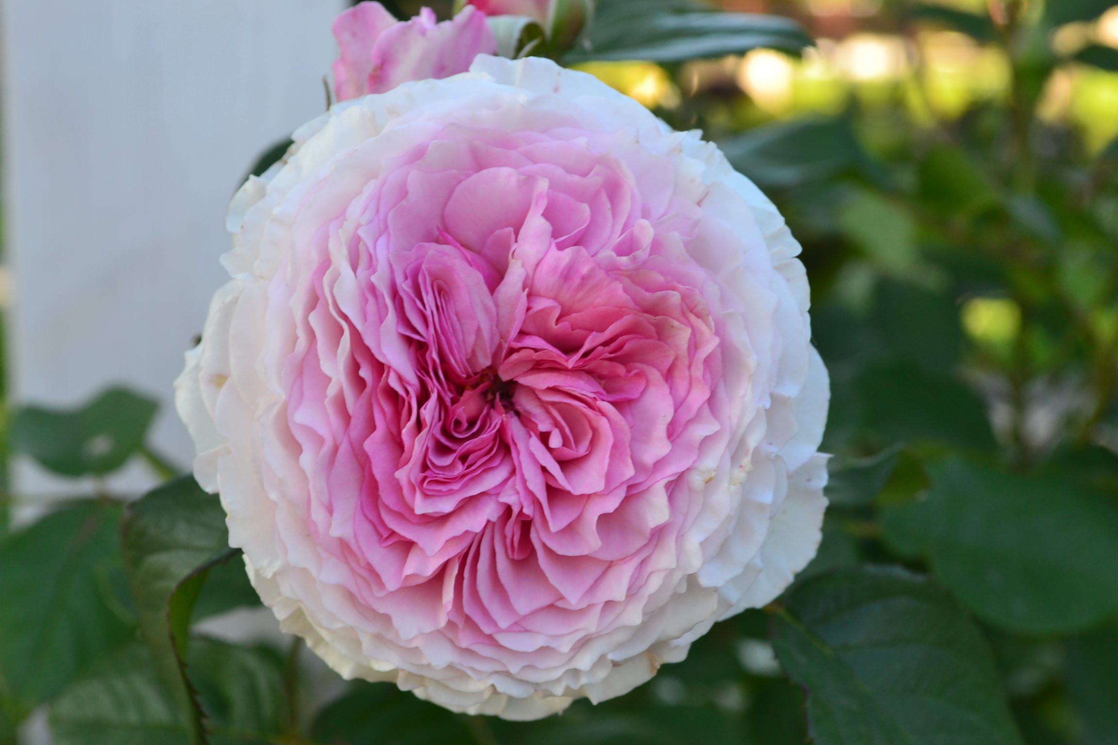 Проект недели: «Сад парфюмера» под Калининградом