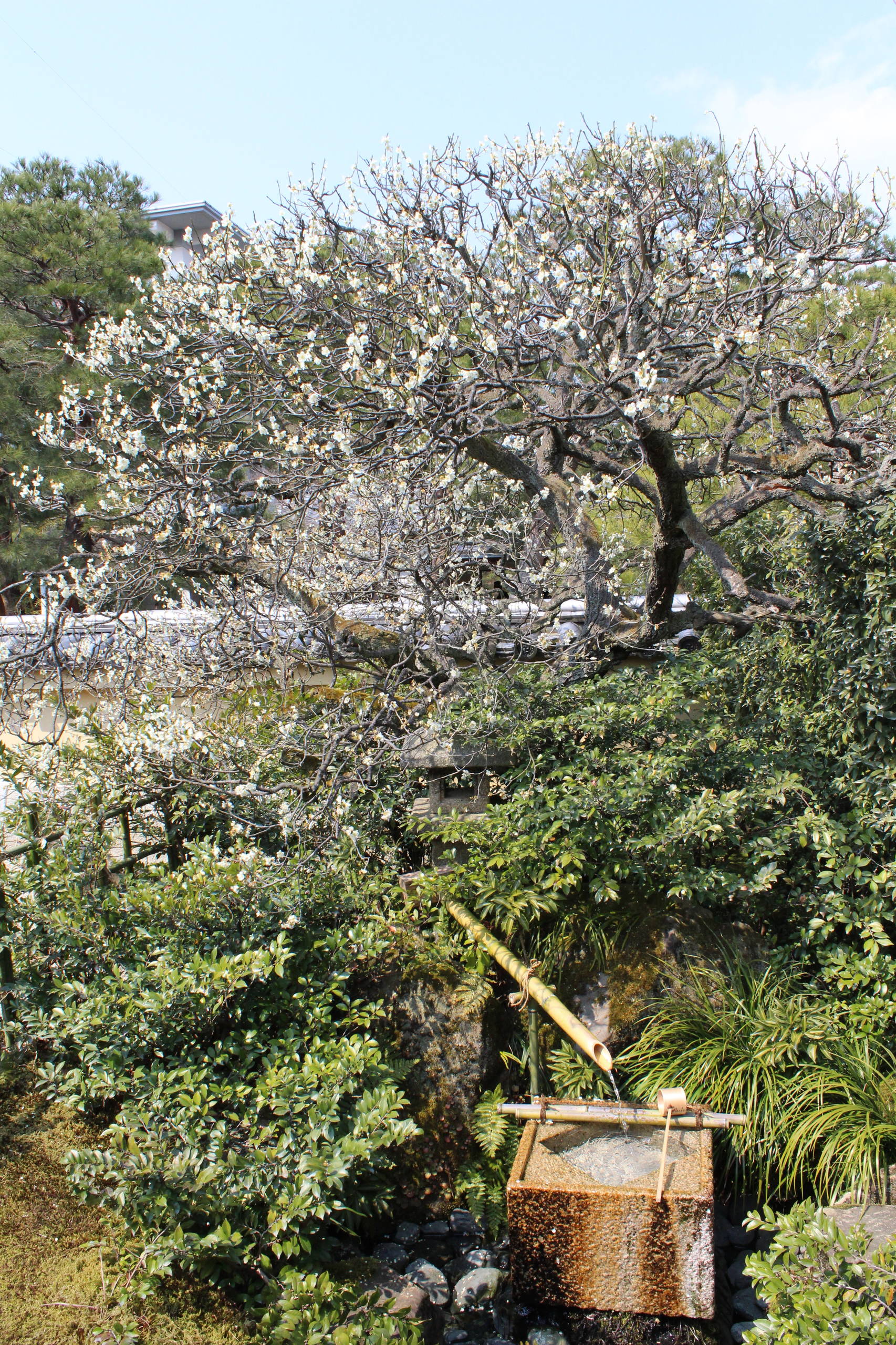 Проект недели: Сад как картина в художественном музее Адачи