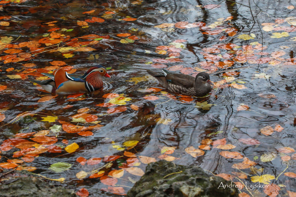 Мюнхен - парк Максимилиансанлаген (Maximiliansanlagen)
