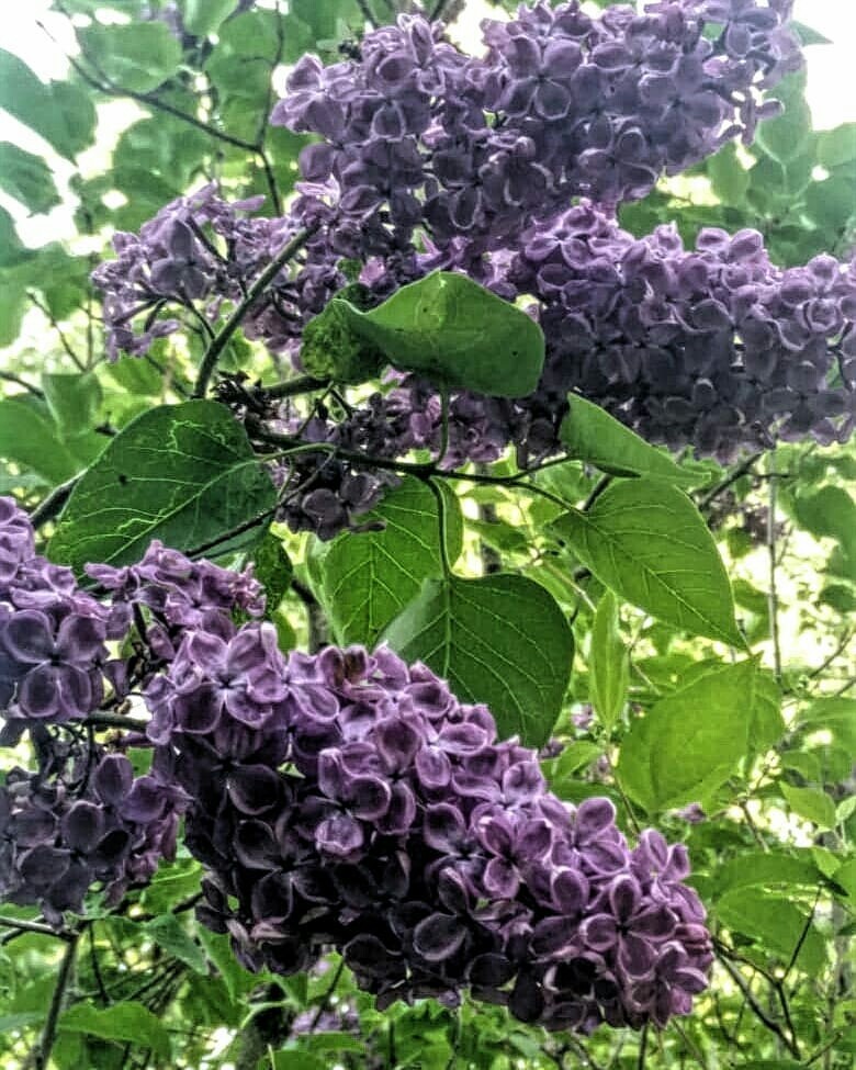 Как правильно: Выбрать и посадить сирень в своем саду