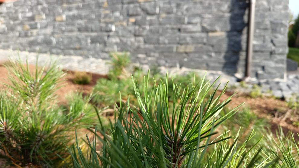 Лесная сказка в Мичуринском