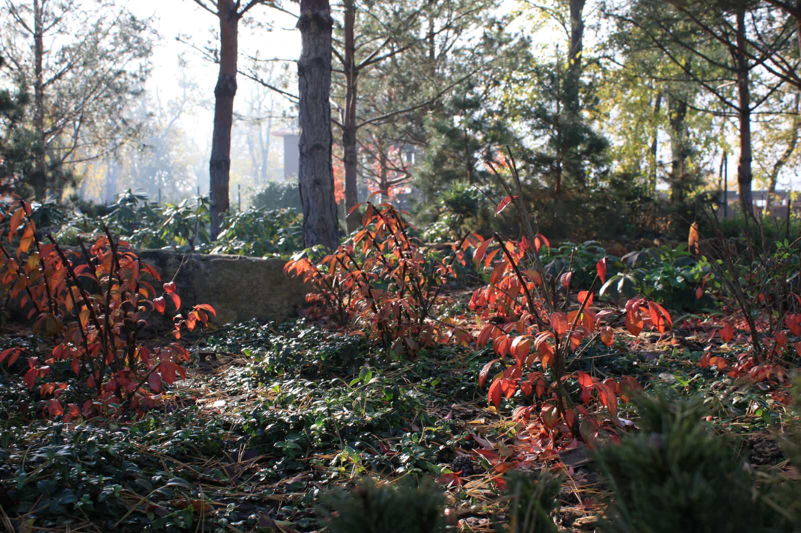 Бересклет крылатый