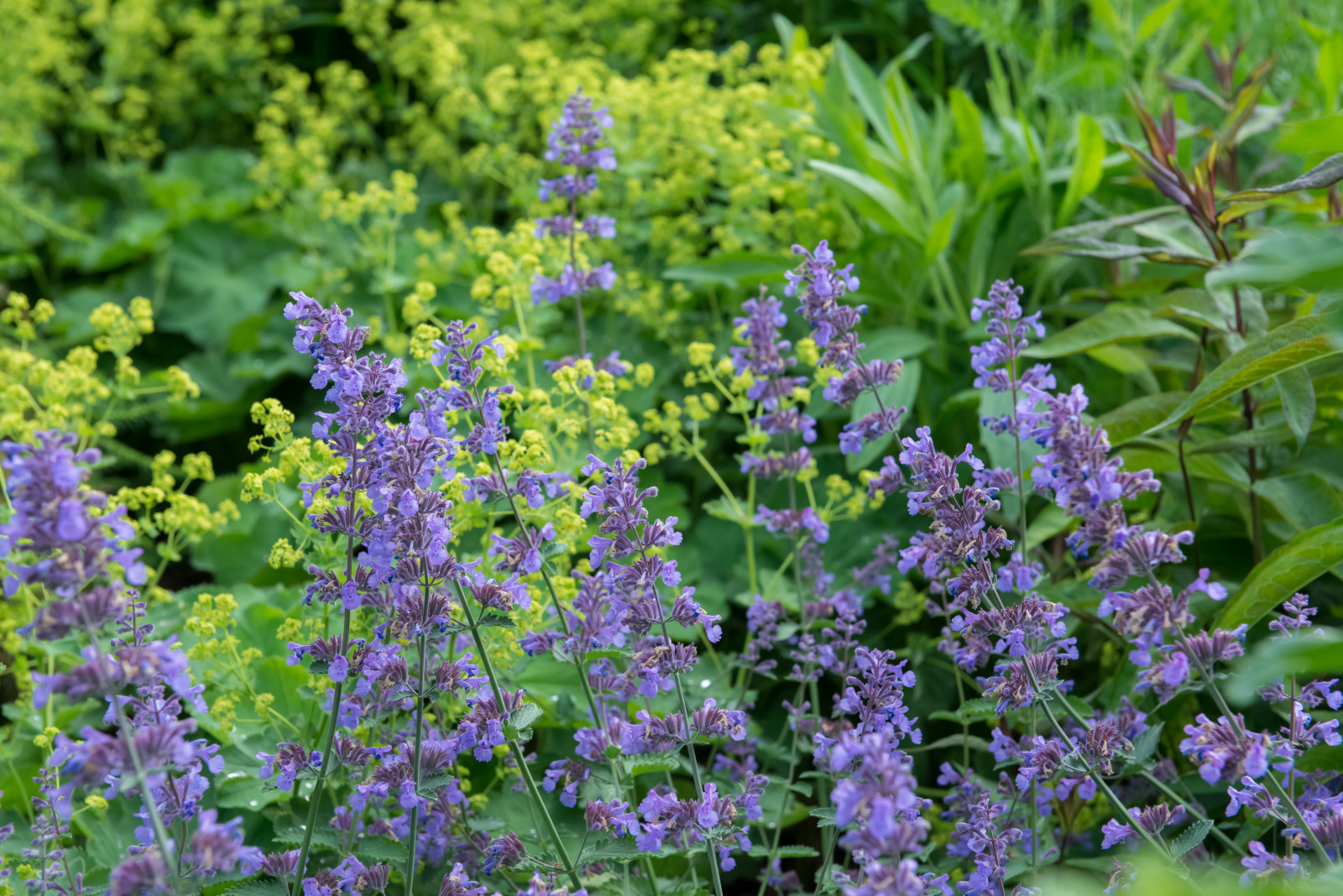 Многолетники