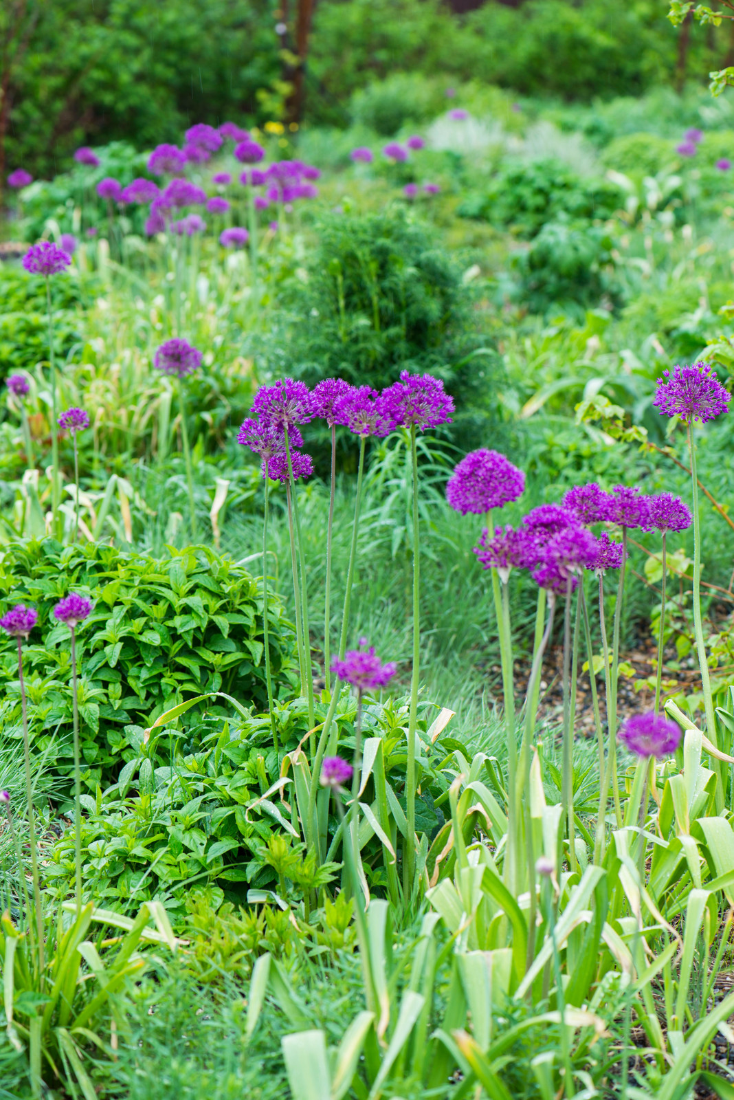 Большой сад в пригороде