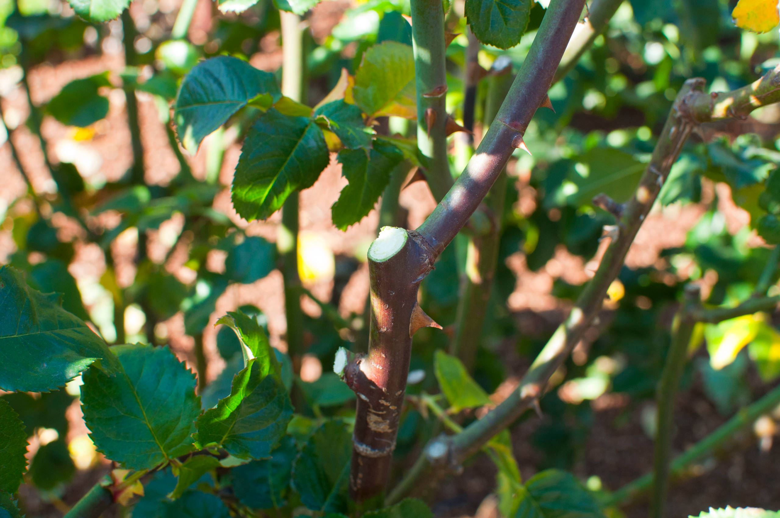 Хороший вопрос: Как правильно сажать и выращивать розы?