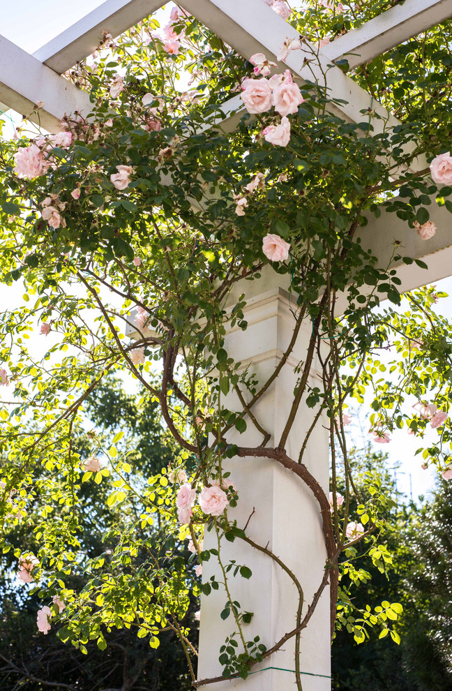 Как правильно: Выбрать саженцы роз для посадки