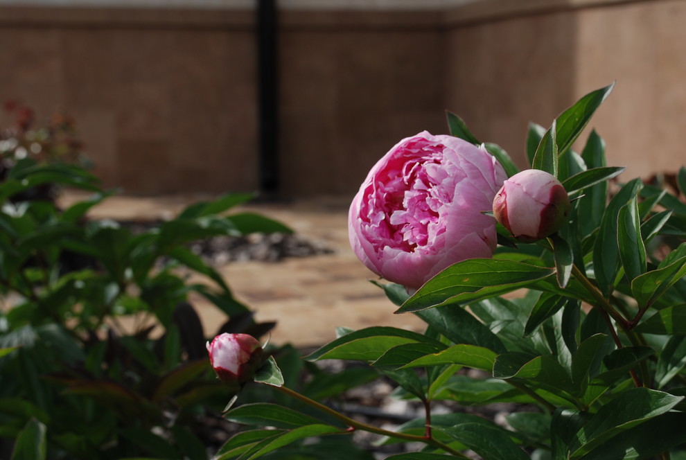 Сад в КП Миллениум Парк