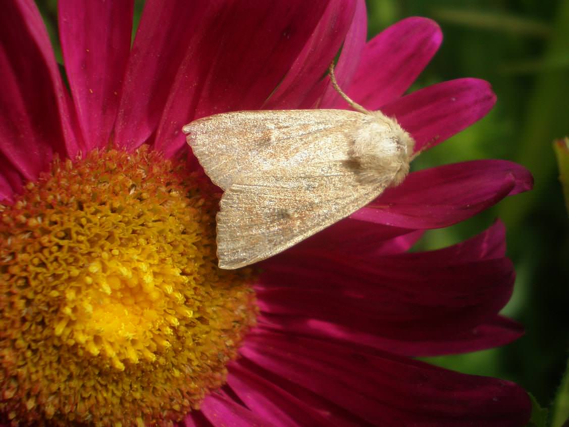 Живой сад: С бабочками, пчелами и жуками — что надо посадить