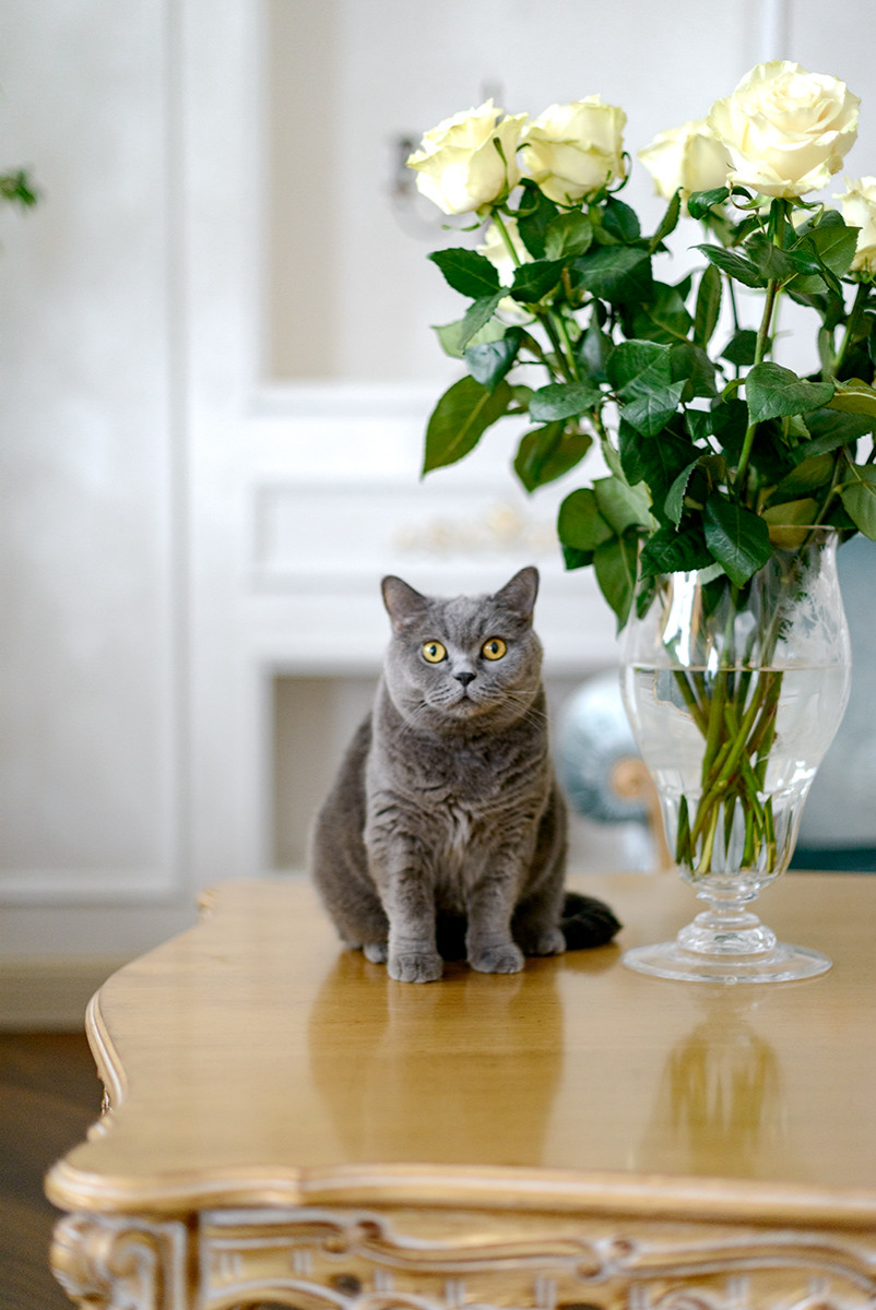 Мебель для квартиры