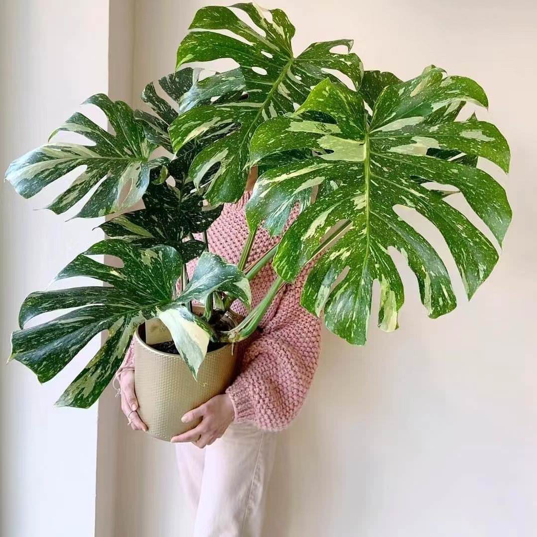 Обложка проекта: Озеленение объектов