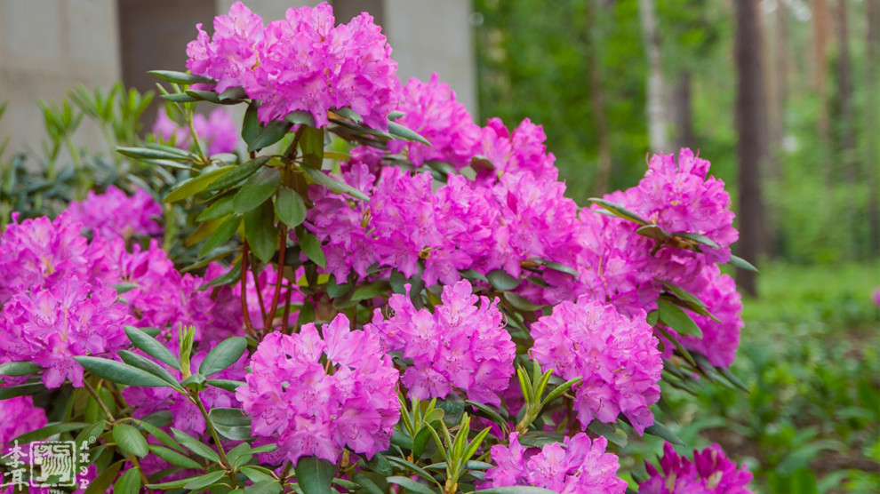 Ландшафтный дизайн лесного участка и кровли