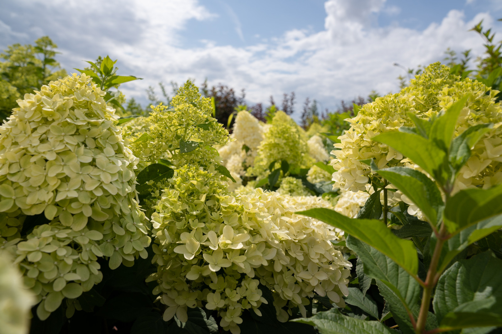Гортензии для сада премиум-класса