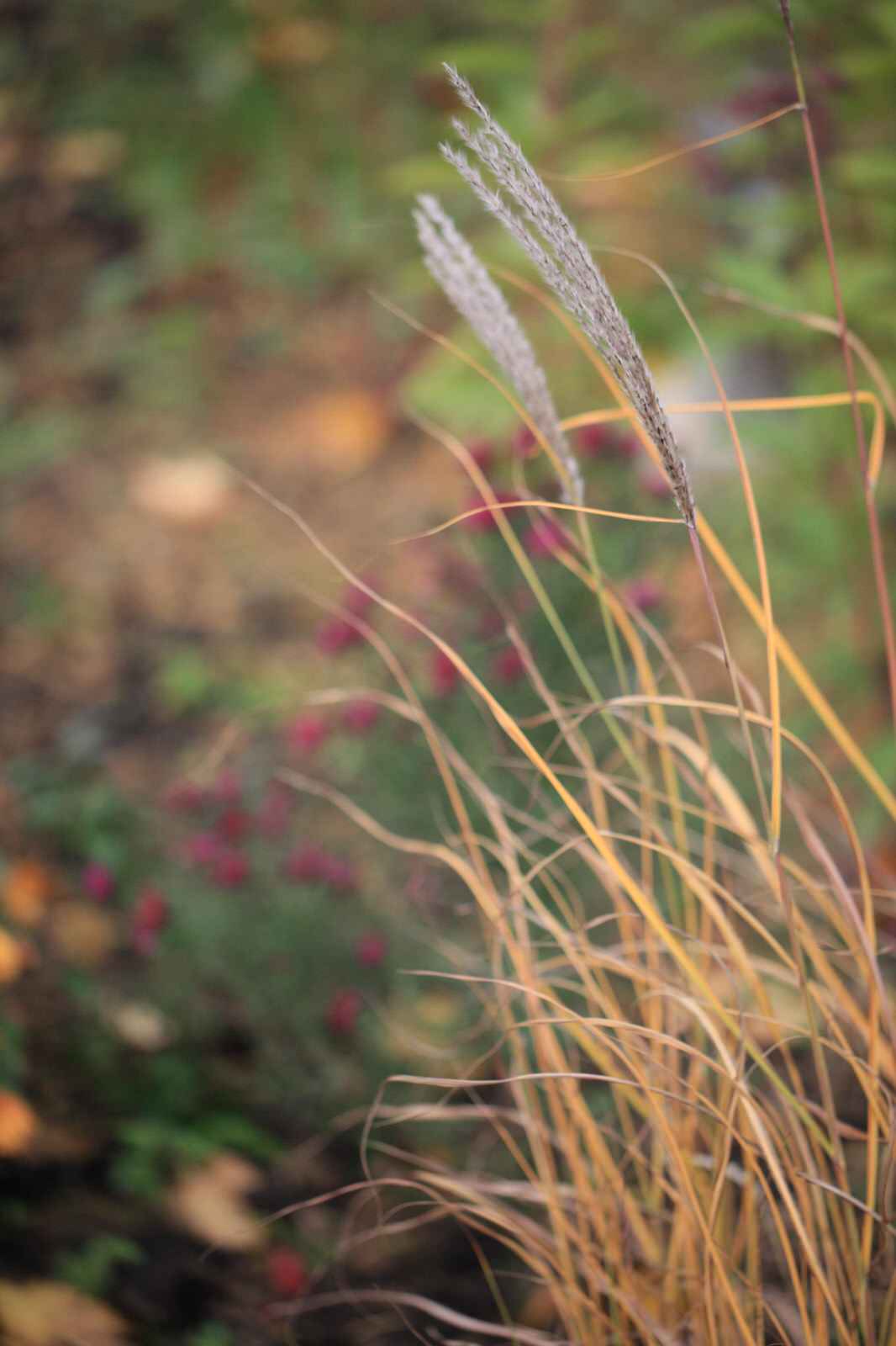 Алексеевка