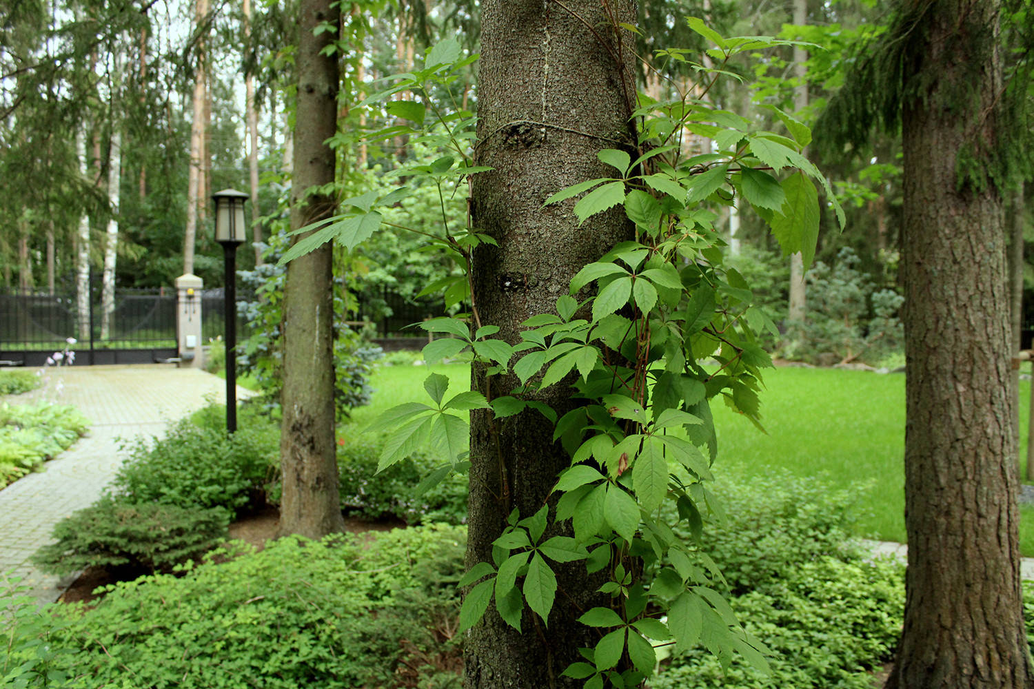 Уходим в тень: Теневыносливые растения для сада