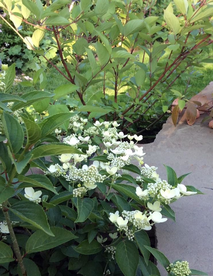 САДИК НА ЛАДОШКЕ 2016