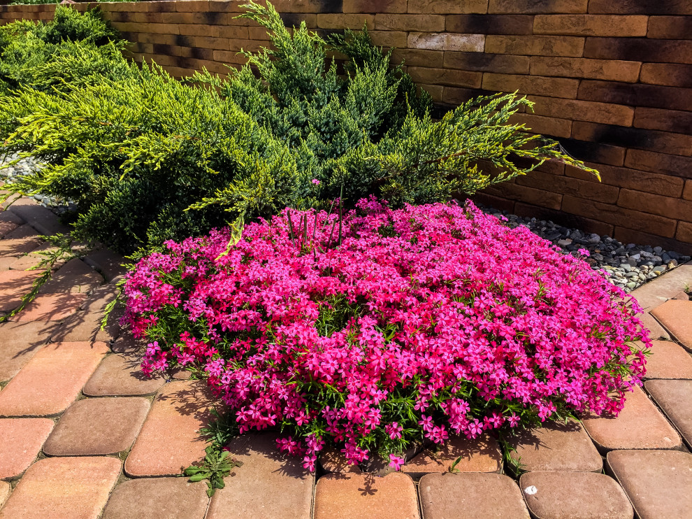 Беломестное