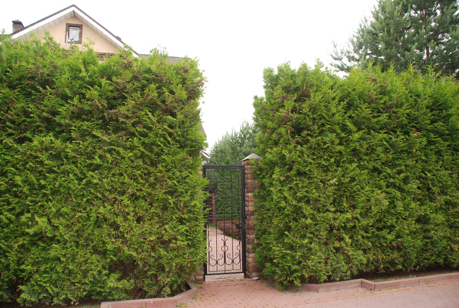 Небольшой сад на Рублевском шоссе