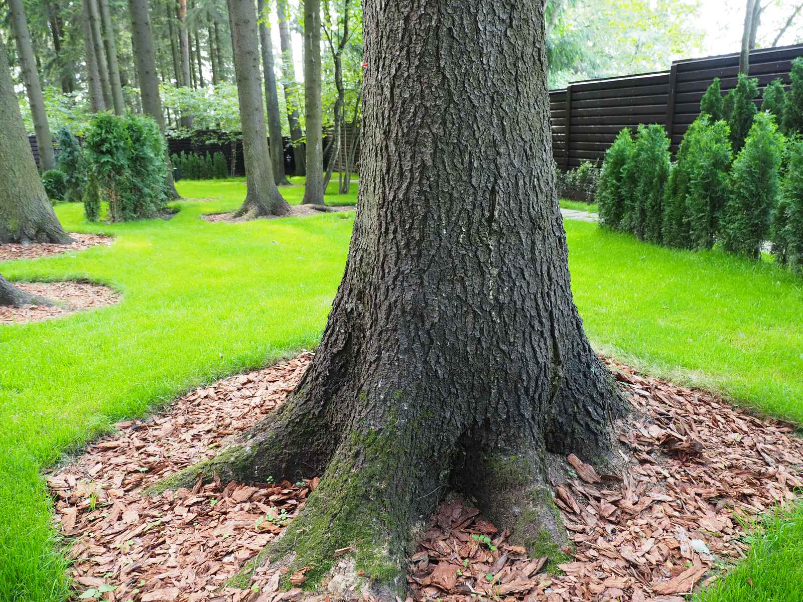 Проект Грибово