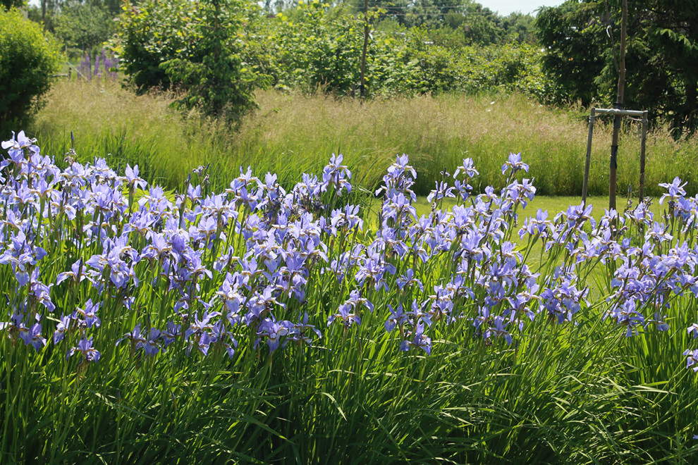 Houzz Белоруссия: Сад в тумане