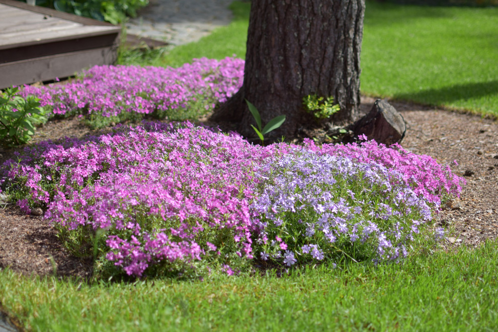 Сад в Карельском лесу