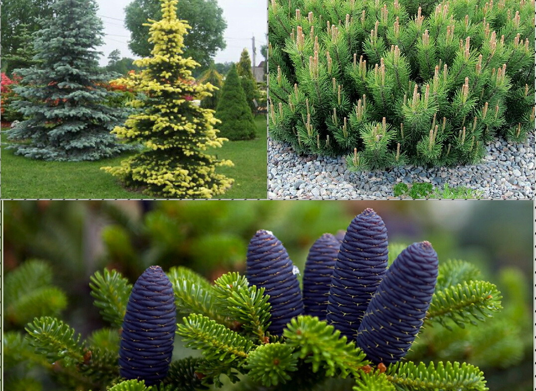 Питомник растений "Райский Сад"