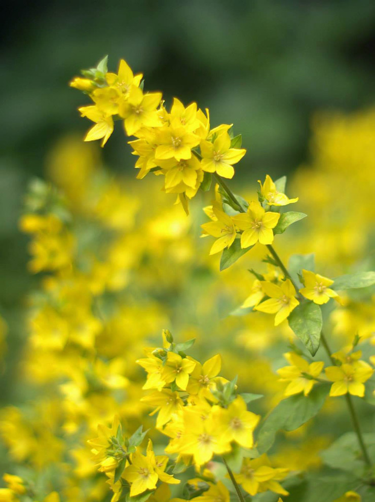 22 красиво цветущих растения для сырых и влажных мест в вашем саду